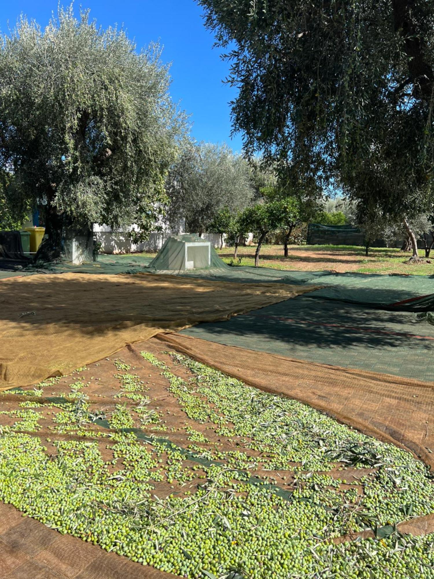Le Case Di Chri Mattinata Exterior foto